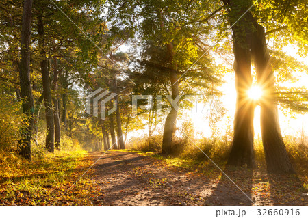 Sunset on a forest path in autumn Sunset on a forest path in autumn 32660916