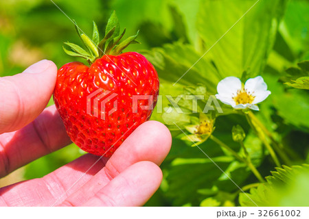 Holding a perfect fresh plucked strawberry over 32661002