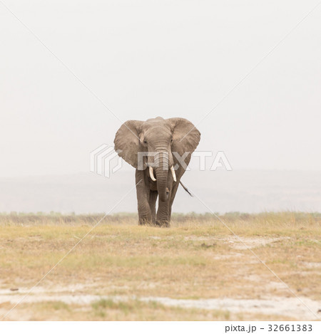 Herd of wild elephants in Amboseli National Park Herd of wild elephants in Amboseli National Park 32661383