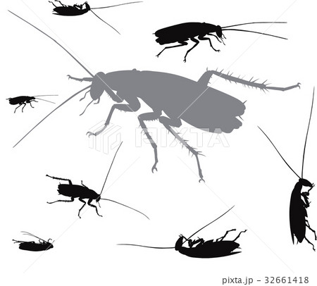 Vector insects collection 32661418