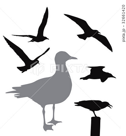 Vector seagull collection 32661420