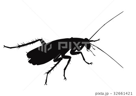 Vector cockroach 32661421