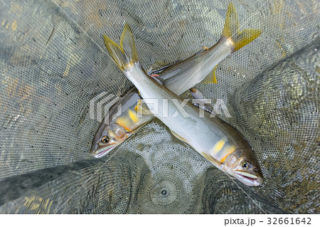 釣りたての天然鮎 32661642