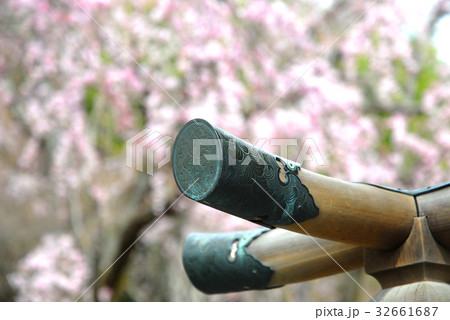 嵐山天龍寺の桜 嵐山天龍寺の桜 32661687