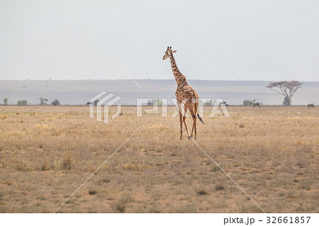 Solitary giraffe in Amboseli national park, Kenya. 32661857