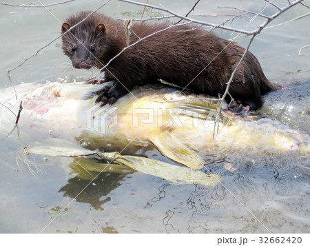 Toronto Lake Lontra canadensis eating fish 2017 Toronto Lake Lontra canadensis eating fish 2017 32662420