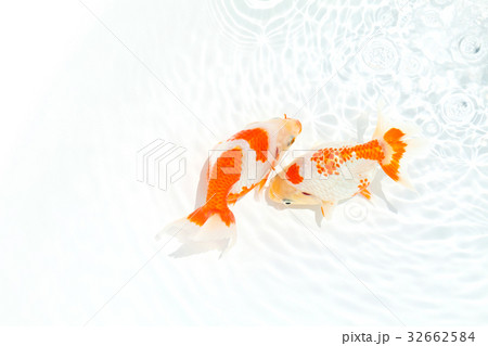 出雲なんきん〜島根県出雲地方で飼育されてきた金魚 32662584