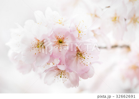 淡色桜 32662691