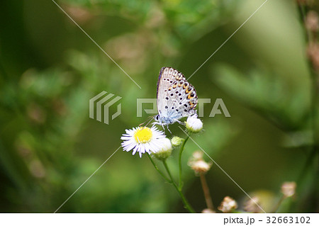 ミヤマシジミ ミヤマシジミ 32663102
