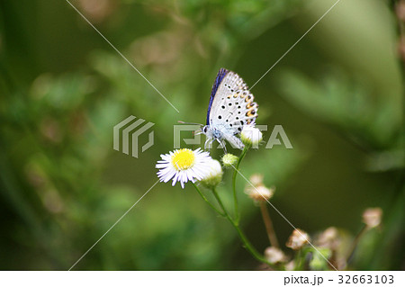 ミヤマシジミ 32663103