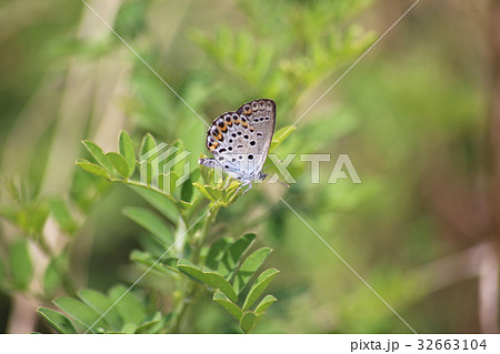ミヤマシジミ 32663104