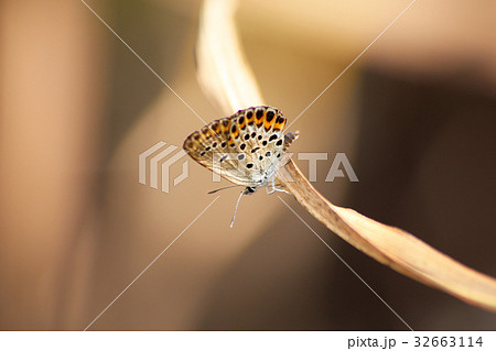 ミヤマシジミ ミヤマシジミ 32663114