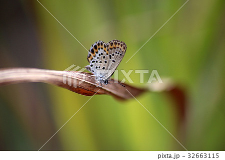 ミヤマシジミ 32663115