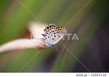 ミヤマシジミ 32663116