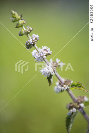 ニホンハッカ ニホンハッカ 32663634