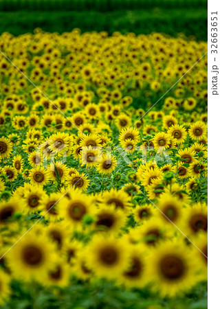 ひまわり 夏イメージ ひまわり 夏イメージ 32663651