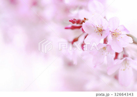 桜 桜 32664343
