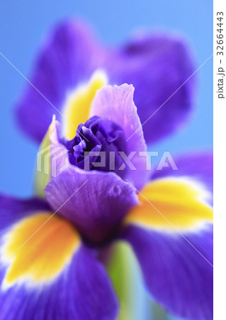 花アイリス 32664443