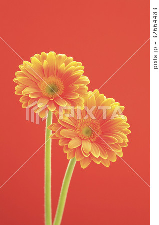 花ガーベラ 32664483
