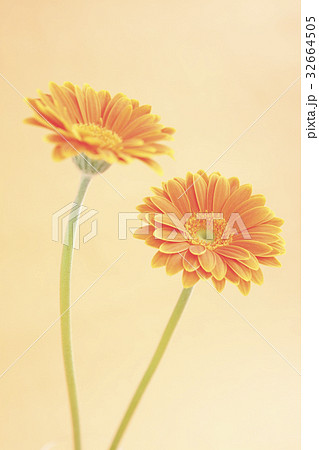 花ガーベラ 32664505