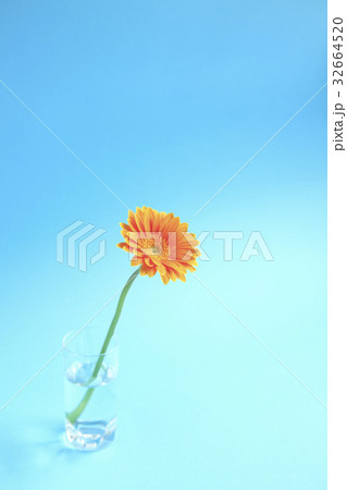 花ガーベラ 32664520