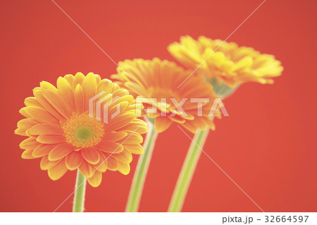 花ガーベラ 花ガーベラ 32664597