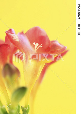 花フリージア 32664598