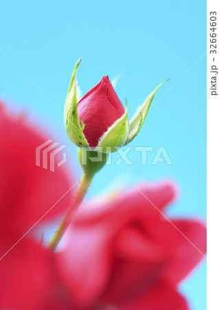 赤い薔薇 32664603
