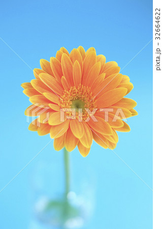 花ガーベラ 32664622