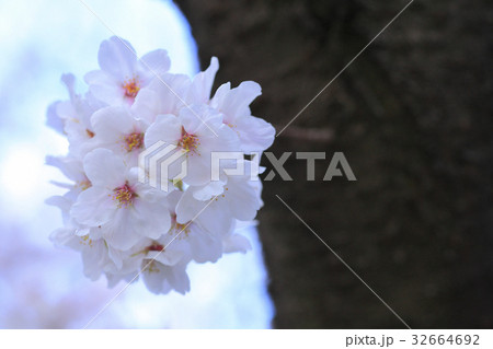 桜 32664692