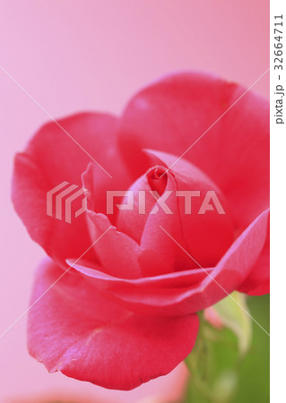 赤い薔薇 32664711