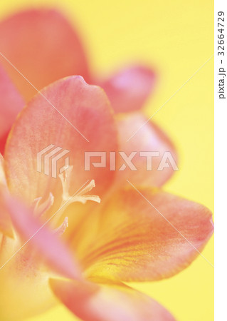 花フリージア 花フリージア 32664729