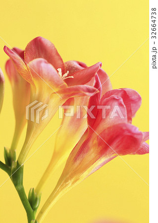 花フリージア 32664738