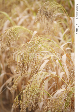 もちキビ 32665005