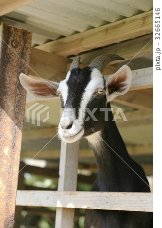 多良間島ヤギ 多良間島ヤギ 32665146