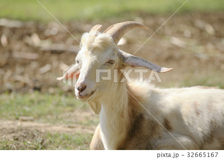 多良間島ヤギ 32665167