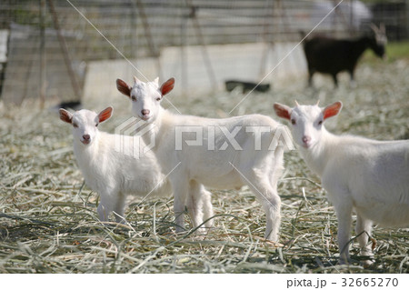 多良間島ヤギ 多良間島ヤギ 32665270