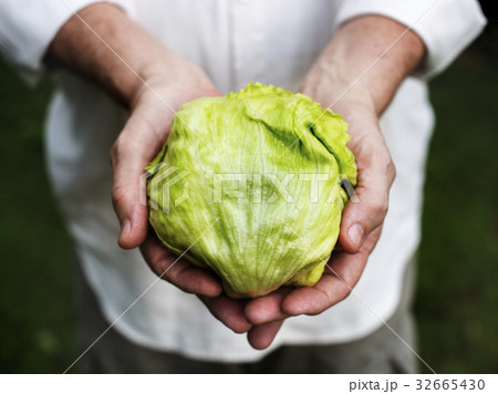 Hands holding a fresh cabbage 32665430