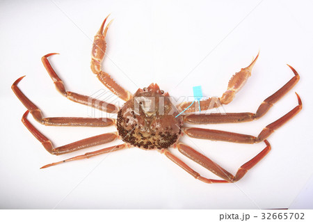 加能ガニ 32665702