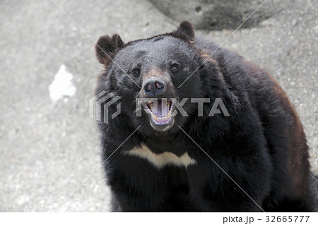 阿仁熊牧場ツキノワグマ 32665777