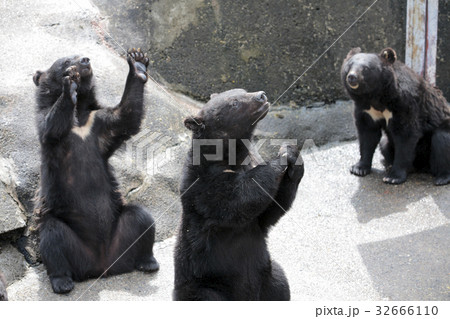 阿仁熊牧場ツキノワグマの写真素材