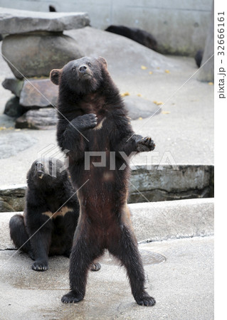 阿仁熊牧場ツキノワグマ 32666161