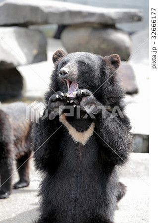 阿仁熊牧場ツキノワグマの写真素材