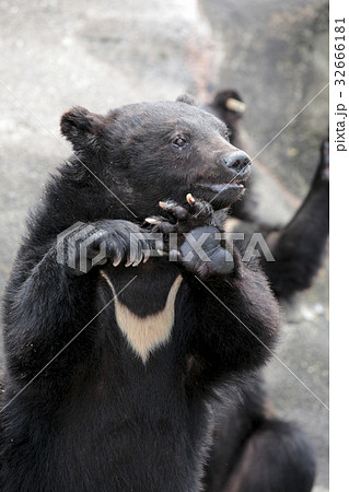 阿仁熊牧場ツキノワグマの写真素材