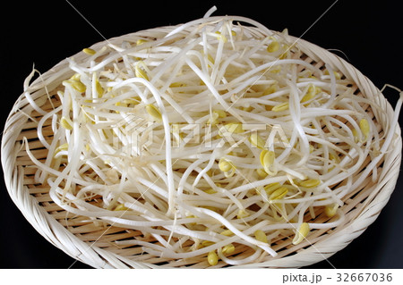豆もやし 豆もやし 32667036