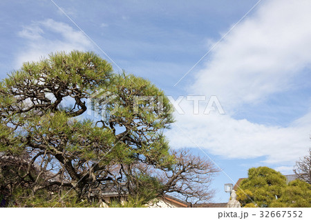 多聞寺の松の木 32667552