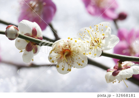 梅の花 32668181