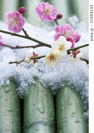 梅の花 32668192