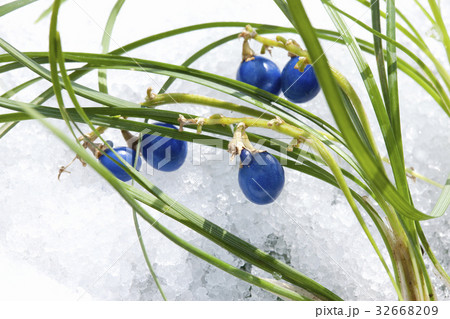 ジャノヒゲの実 32668209