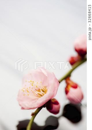 梅の花 32668415